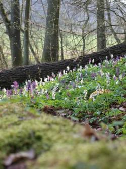 Łan kokoryczy pustej - dwie odmiany barwne