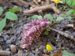 Łuskiewnik różowy