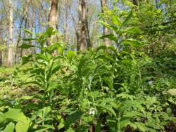 Kokoryczka wielokwiatowa