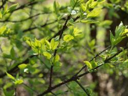 Trzmielina brodawkowata