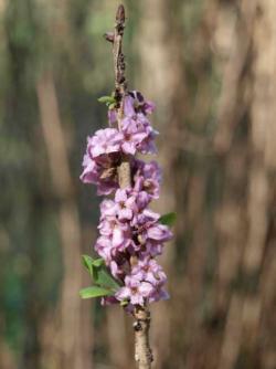 Wawrzynek wilczełyko