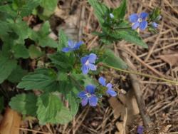 Przetacznik ożankowy