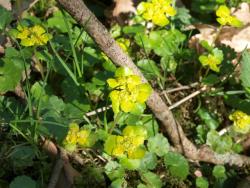 Śledziennica skrętolistna