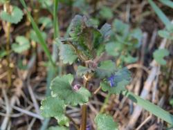 Bluszczyk kurdybanek