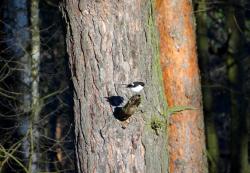 fot. Borys Szpryngwald