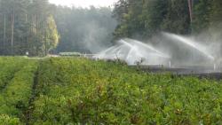 fot. Borys Szpryngwald