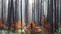 fot. Borys Szpryngwald