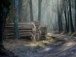 fot. Borys Szpryngwald