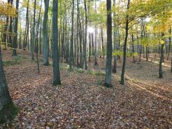 fot. borys Szpryngwald