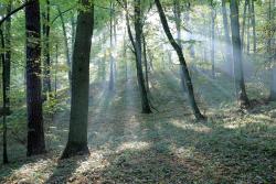 fot. Borys Szpryngwald