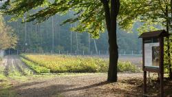 fot. Borys Szpryngwald