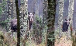 fot. Wiktor Furmanek