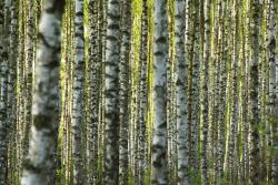 fot. Ryszard Nowaczyk